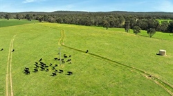 Angus stud in central Victoria changes hands for a stellar price