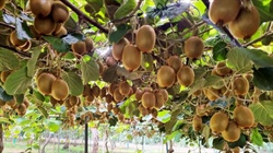 Aussie farmland a battleground for local and global agricultural investors