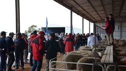 Lamb price fluctuations continue as season results in 'two-speed market'