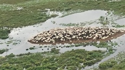 Brazil's toughest cattle country is also world's largest flooded grasslands