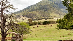 Triple treat with three farm blocks auctioned together in East Gippsland