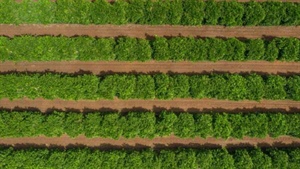 Sunraysia citrus orchard noted for outstanding oranges, mandarins for sale