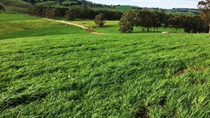 High rainfall South Gippsland dairy farm on the market at Leongatha