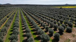 Olive groves with more than 24,000 trees in highly favoured production area