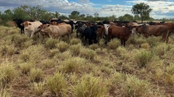 North West auction shifted to May 29 following impressive 150mm of rain
