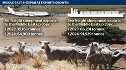 In the bag: how Middle East MK orders are affecting light lamb pricing
