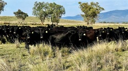 Well-watered, well-fenced cattle country with feed for consistent 500 head
