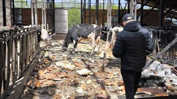 Drone strike destroys Ukranian dairy, killing 100 cows