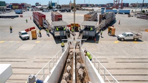 How much money on the table for farmers in live sheep transition leaked