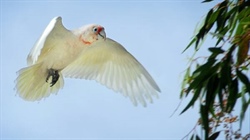 Potential poisoning cause for large scale lot of corella deaths in Horsham