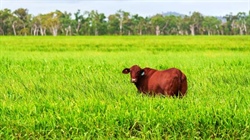 Farm sales rebound with land changing hands for $14.9 billion, record average
