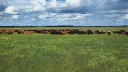 Exclusion-fenced country for breeding, backgrounding, fattening | Video