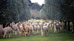Alpaca fibre prices on the rise as niche industry pushes for more growth