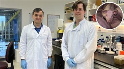 Could lab-grown fat cells that taste like bacon be a game-changer for pork?