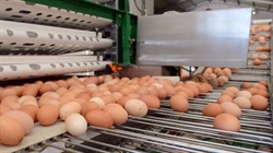 Agribusiness buzz in brief: Farm Pride rebound, beef bites Tyson Foods, Super scam