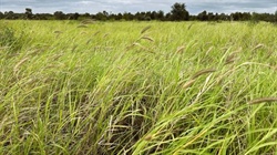 Major Central Queensland breeding and backgrounding property Myra on market