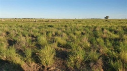 Well-grassed grazing opportunity running sheep, cattle and harvesting goats