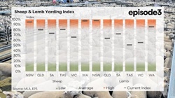 Larger mutton supply sees buyers pull back slightly after impressive rise