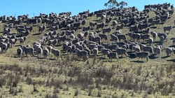 Could sulphur be a secret weapon in fighting flystrike in Merino flocks?