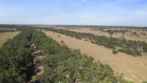 Exclusion-fenced Maranoa River grazing country on the market for $643/acre