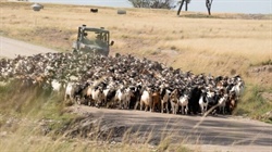 Aussie goatmeat production and exports boom as producers wait on price lift