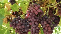 Established Mildura table grape business offers a juicy sales opportunity