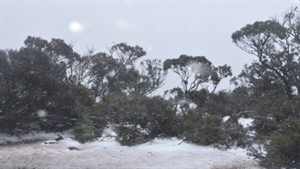 Freezing temperatures as early snow, frosts hit among rain band