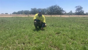 Milking profits with higher energy Perennial ryegrass selection