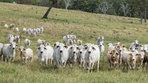 Gobongo delivers 5082 acres of productive breeding and fattening country