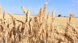 Grains claims it is carrying other sectors in federal ag department funding