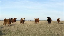Limestone Coast grazing gem Geltwood listed for sale at $8.6 million