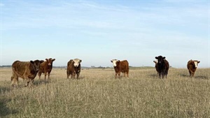 Limestone Coast grazing gem Geltwood listed for sale at $8.6 million