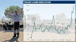 Record pricing: the indicator rivalling heavy lambs at the saleyards