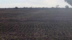 Australia's crop at crossroads as rain breathes life into southern season