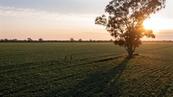 Kilter's prime Oomabah cropping, grazing aggregation coming to market