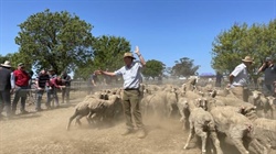 Lamb market still sky high, but could Middle East conflict dip light lamb?