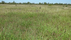 Grassed up grazing property Wadeholme sold after being passed in auction