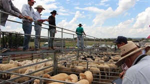 Hot lamb market could still serve up more records in 2025 and beyond
