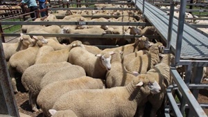 Buoyant lamb market sentiment contrasts with drought, flock sell-off plans