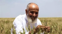 ICARDA research leads to drought resistant durum wheat launch in Morocco