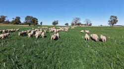 Kurrajong Valley combines farming and grazing with biodiversity potential