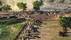 Millungera: Acton Cattle Co's major NQ cattle station on the market | Video