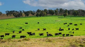 Linwood a productive grazing aggregation with wind farm potential | Photos