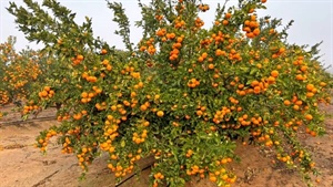Citrus portfolio spanning three states expected to sell for 'north' of $40m