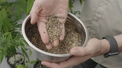 How a 50pc increase in yield will revolutionise this agricultural crop