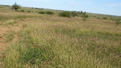 Longreach's exclusion fenced McNallys exceptionally well watered | Photos