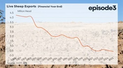 'A twilight industry': live sheep export is dying, and the trend is global