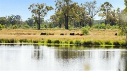 Fine wool growing property Linallie suited sheep, cattle and goats | Video
