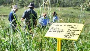 Complex pasture dieback best fixed by sowing seed, not microbial stimulation