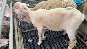 Wool that 'just peels off': how bioharvesting breakthrough will work